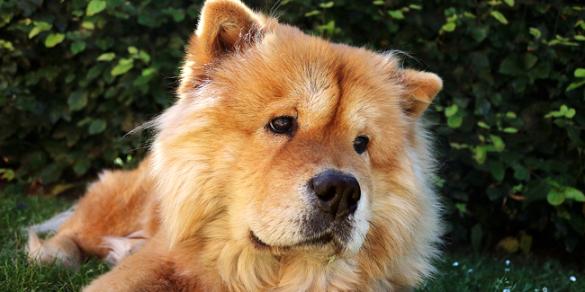 Le Chow-Chow : caractère, origine et principaux problèmes de santé de cette race de chien