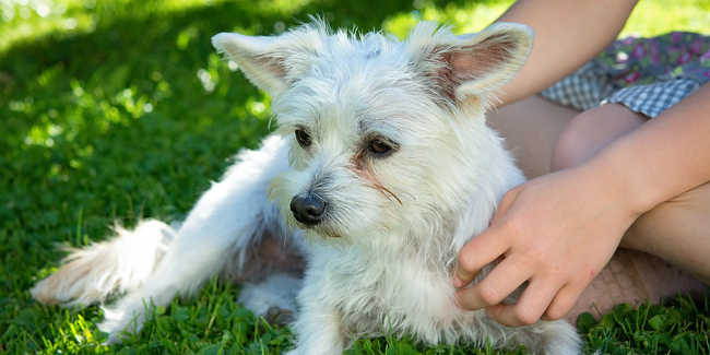 Le diabète chez le chien : symptômes, traitement et prévention