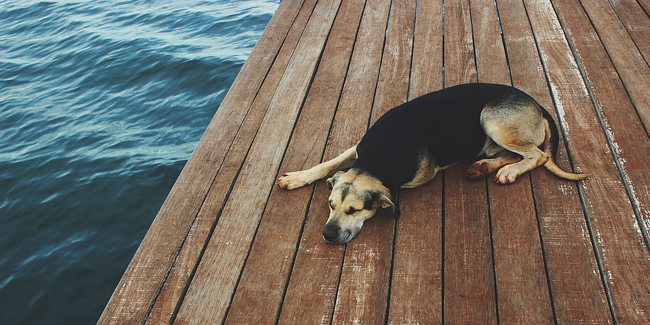 Dysplasie de la hanche chez le chien : symptômes, traitement et prévention