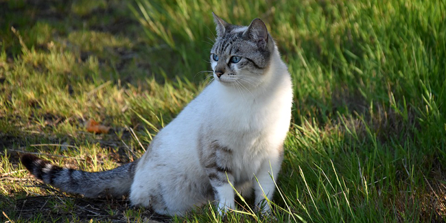 L’Européen : caractère, origine et principaux problèmes de santé de cette race de chat