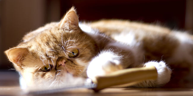 L’Exotic Shorthair : caractère, origine et principaux problèmes de santé de cette race de chat