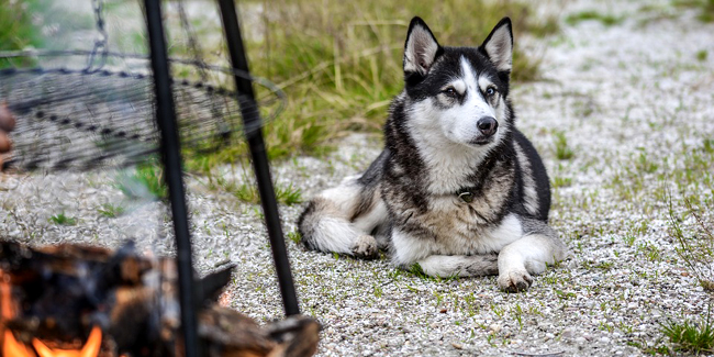 Le Husky : ses problèmes de santé, choisir la bonne mutuelle pour ce chien