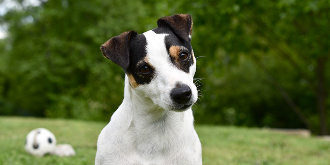 Le Jack Russell : caractère, origine et principaux problèmes de santé de cette race de chien