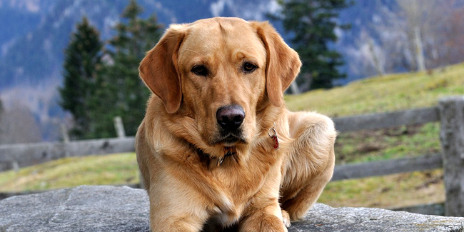 Le Labrador : caractère, origine et principaux problèmes de santé de cette race de chien