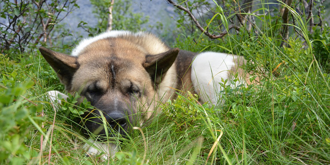 La leishmaniose du chien : symptômes, traitement et prévention