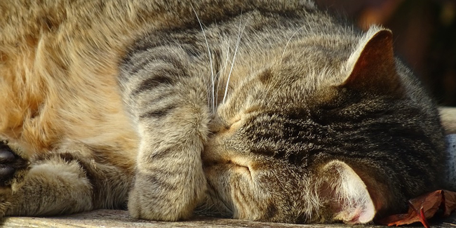 Le lymphome félin, cancer du chat : symptômes, traitement et prévention