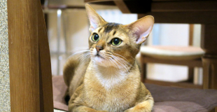 L’Abyssin : caractère, origine et principaux problèmes de santé de cette race de chat
