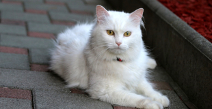 Angora Turc : caractère, origine et principaux problèmes de santé de cette race de chat