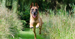 Le Malinois : caractère, origine et principaux problèmes de santé de cette race de chien