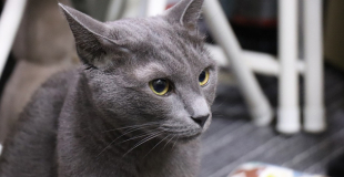 Le Bleu Russe : caractère, origine et principaux problèmes de santé de cette race de chat
