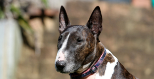 Le Bull Terrier : caractère, origine et principaux problèmes de santé de cette race de chien