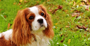 Le Cavalier King Charles : caractère, origine et principaux problèmes de santé de cette race
