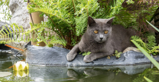Le Chartreux : caractère, origine et principaux problèmes de santé de cette race de chat