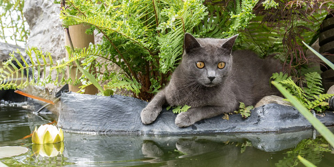 Chartreux Caractere Origine Et Sante Race De Chat Chartreux Caractere Origine Et Sante Race De Chat