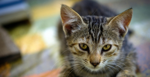 Le coryza du chat : symptômes, traitement et prévention