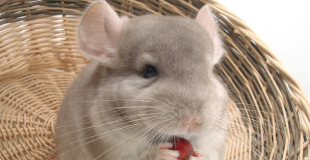 Le chinchilla : origine et principaux problèmes de santé du chinchilla