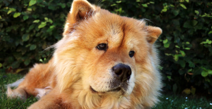 Le Chow-Chow : caractère, origine et principaux problèmes de santé de cette race de chien