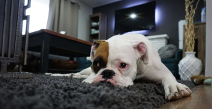 La cystite chez le chien : symptômes, traitement et prévention