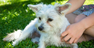Le diabète chez le chien : symptômes, traitement et prévention