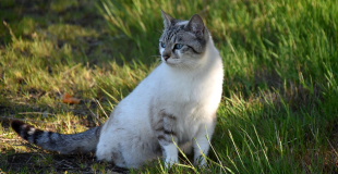 L’Européen : caractère, origine et principaux problèmes de santé de cette race de chat