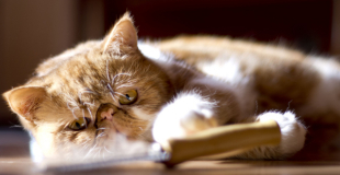 L’Exotic Shorthair : caractère, origine et principaux problèmes de santé de cette race