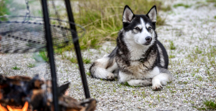 Le Husky : caractère, origine et principaux problèmes de santé de cette race de chien