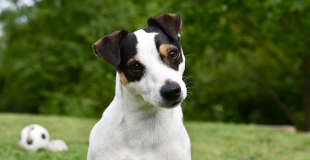 Le Jack Russell : caractère, origine et principaux problèmes de santé de cette race de chien