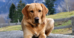 Le Labrador : caractère, origine et principaux problèmes de santé de cette race de chien