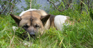 La leishmaniose du chien : symptômes, traitement et prévention