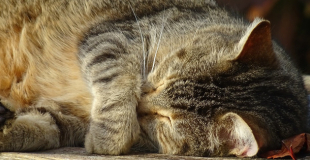 Le lymphome félin, cancer du chat : symptômes, traitement et prévention