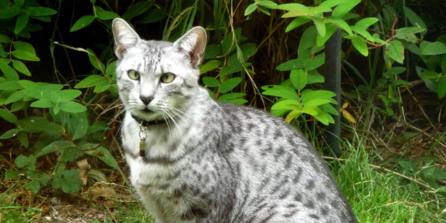 Mau Egyptien Caractere Origine Et Sante Race De Chat Mau Egyptien Caractere Origine Et Sante Race De Chat