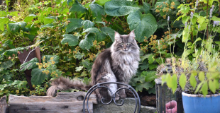 Le Norvégien : caractère, origine et principaux problèmes de santé de cette race de chat