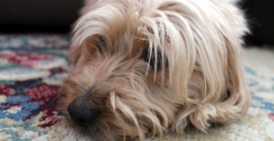 La parvovirose chez le chien : symptômes, traitement et prévention