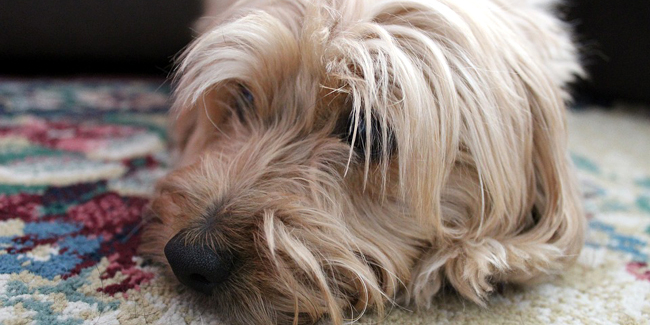 Le Diabete Chez Le Chien Symptomes Traitement Et Prevention