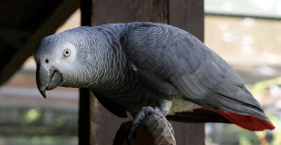 Le perroquet : espèces et principaux problèmes de santé du perroquet