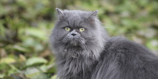 Persan Caractere Origine Et Sante Race De Chat Persan Caractere Origine Et Sante Race De Chat