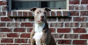 Le Pitbull : caractère, origine et principaux problèmes de santé de cette race de chien