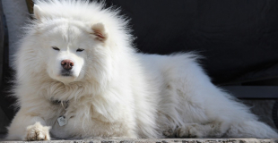 Le Samoyède : caractère, origine et principaux problèmes de santé de cette race de chien