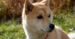 Le Shiba Inu : caractère, origine et principaux problèmes de santé de cette race de chien