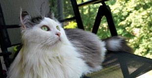 Le Sibérien : caractère, origine et principaux problèmes de santé de cette race de chat
