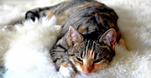 Le Sida du chat (FIV) : symptômes, traitement et prévention
