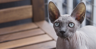 Le Sphynx : caractère, origine et principaux problèmes de santé de cette race de chat
