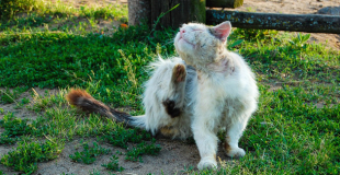 Le teigne chez le chat : symptômes, traitement et prévention