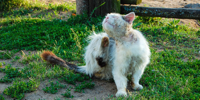 Le Lymphome Felin Cancer Du Chat Symptomes Traitement Et Prevention