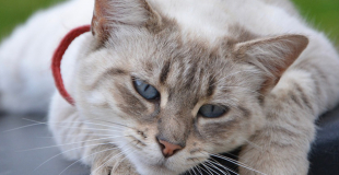 Le typhus du chat : symptômes, traitement et prévention