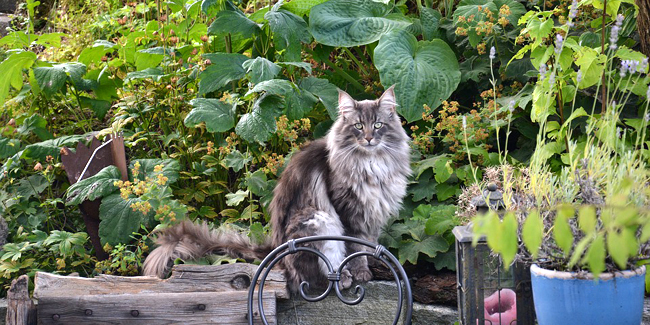 Le Norvégien : ses problèmes de santé, choisir la bonne mutuelle pour ce chat