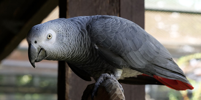 Le perroquet : espèces et principaux problèmes de santé du perroquet