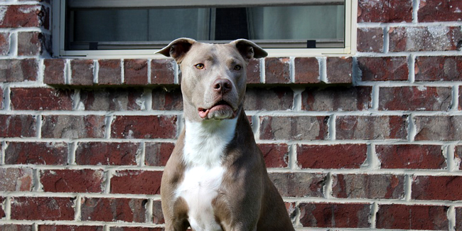 Le Pitbull : caractère, origine et principaux problèmes de santé de cette race de chien