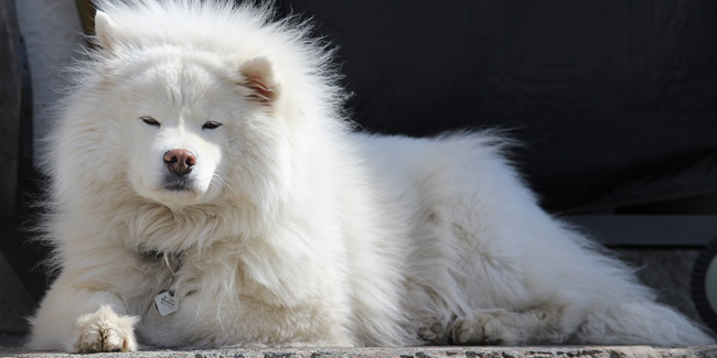 Le Samoyède : caractère, origine et principaux problèmes de santé de cette race de chien