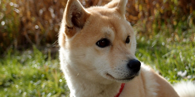 Le Shiba Inu : caractère, origine et principaux problèmes de santé de cette race de chien
